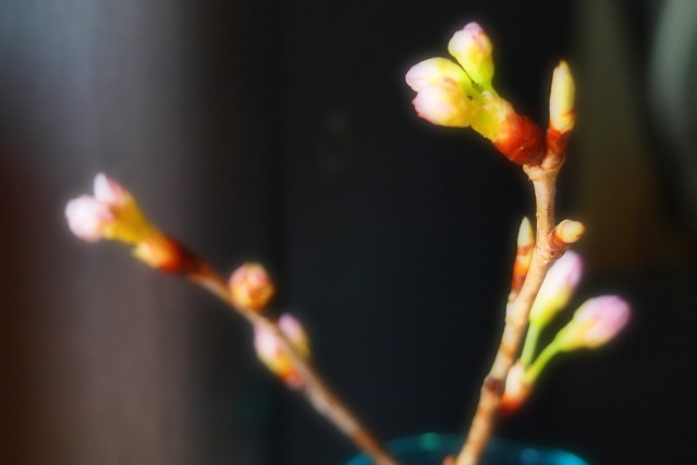 桜の花をエントランスに_d0295818_18111021.jpg