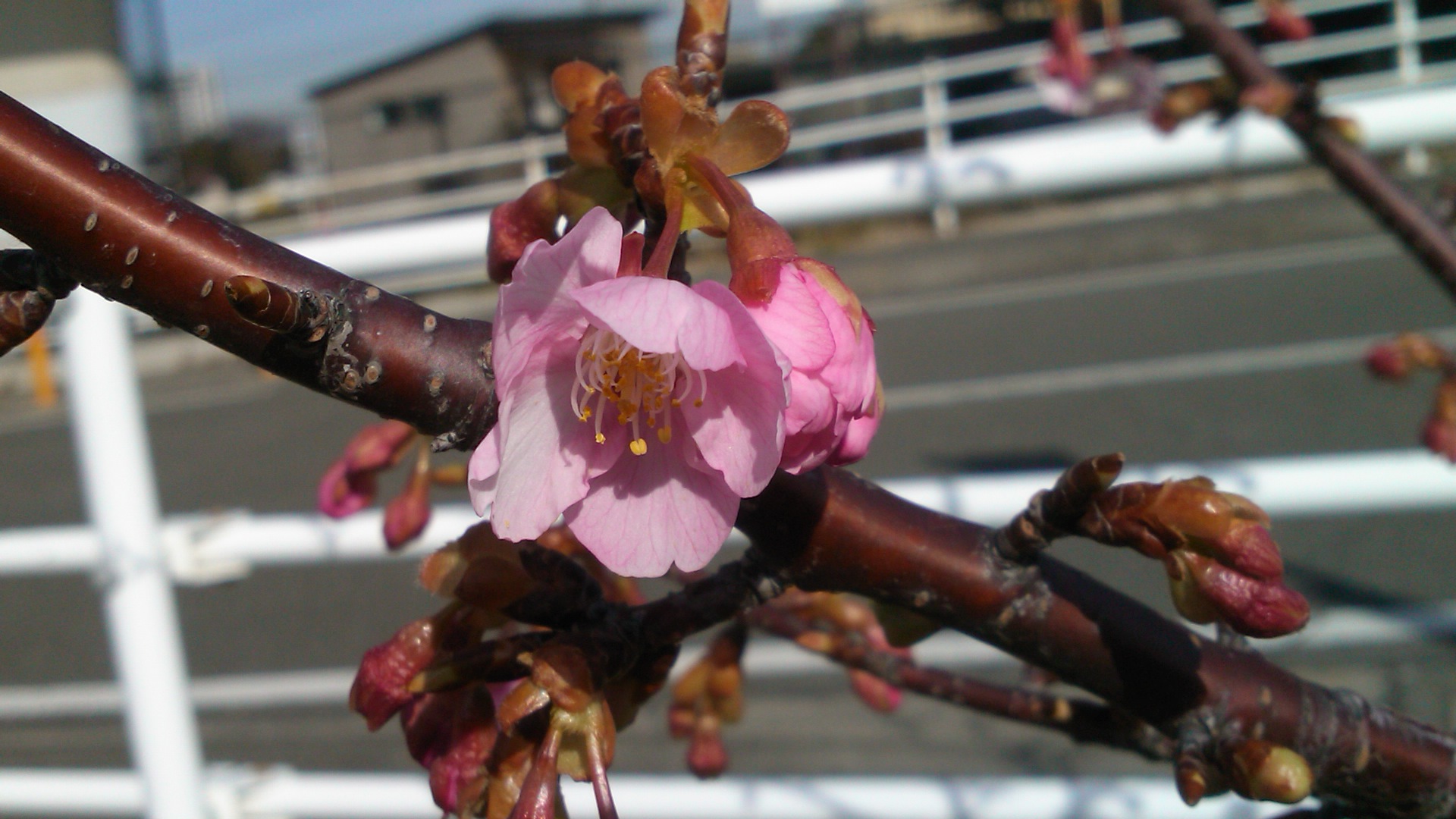 河津桜は、開花が遅れています..._b0137932_19535455.jpg