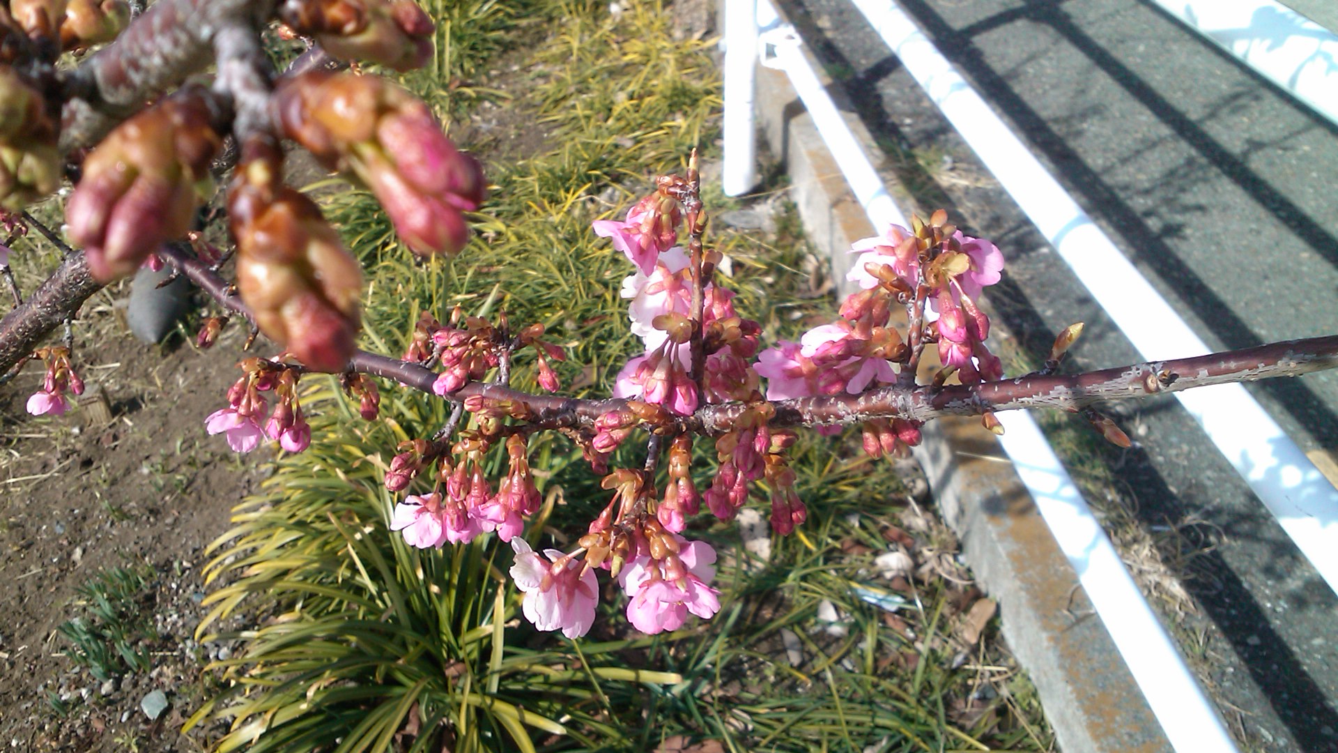 河津桜は、開花が遅れています..._b0137932_19545059.jpg