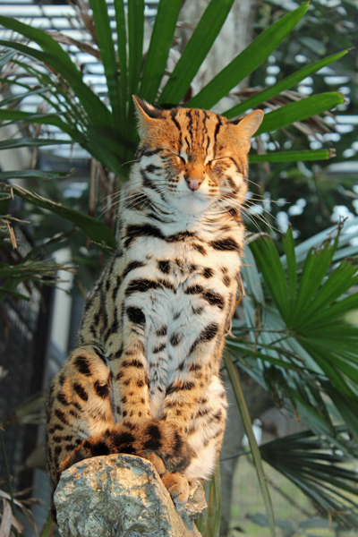 福岡市動・植物園　2015年2月17日_a0129233_20115029.jpg