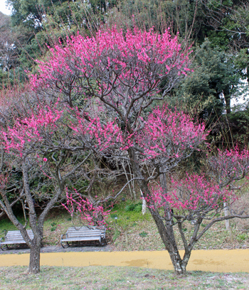 福岡市動・植物園　2015年2月17日_a0129233_2072810.jpg