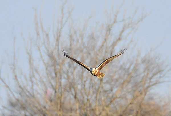 チュウヒ幼鳥_e0097534_1628213.jpg