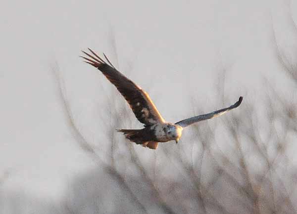 チュウヒ幼鳥_e0097534_16293327.jpg