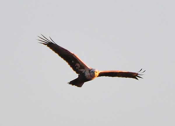 チュウヒ幼鳥_e0097534_16294046.jpg