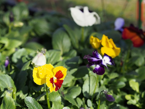 2015年2月17日　パンジーの花が咲きました_b0341140_1871288.jpg