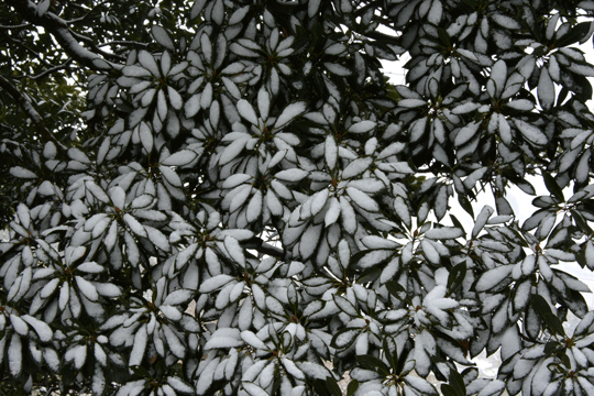c0093046_8411680.gif