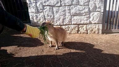 【シャボテン公園　カピパラくん】_e0093046_17491872.jpg