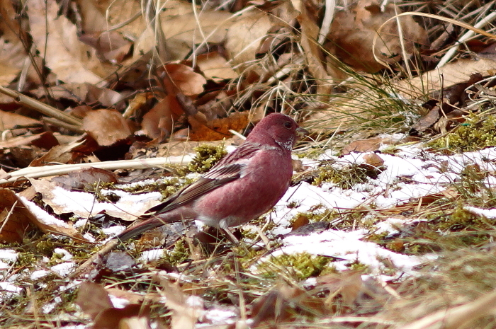 a0324247_06171392.jpg