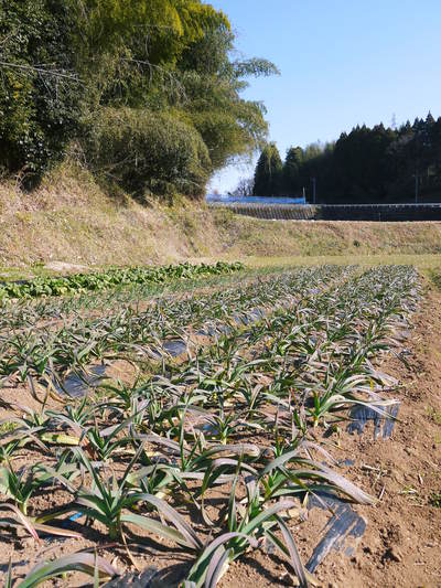 熊本産ステビアにんにく 定植から4ヶ月!今年も元気に成長中!!_a0254656_16545530.jpg
