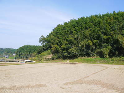 熊本産ステビアにんにく 定植から4ヶ月!今年も元気に成長中!!_a0254656_17193678.jpg