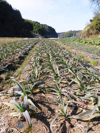 熊本産ステビアにんにく 定植から4ヶ月!今年も元気に成長中!!_a0254656_1826031.jpg