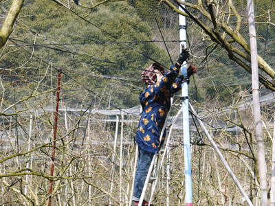 太秋柿　匠の選定と誘引作業！その１（陽があたるように樹形を整える）_a0254656_21193275.jpg