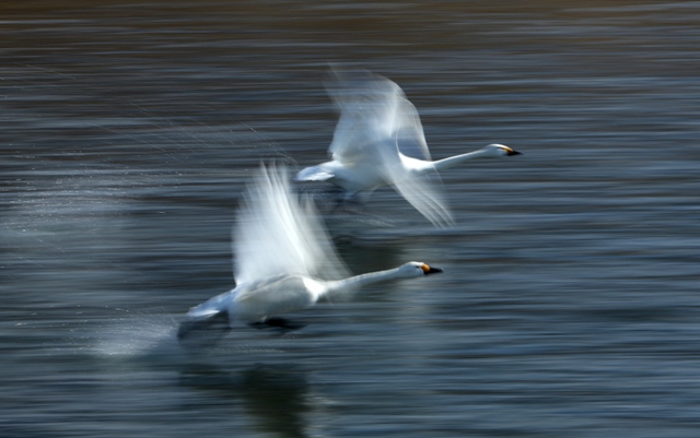 　白鳥たちの安曇野_f0226960_21353265.jpg