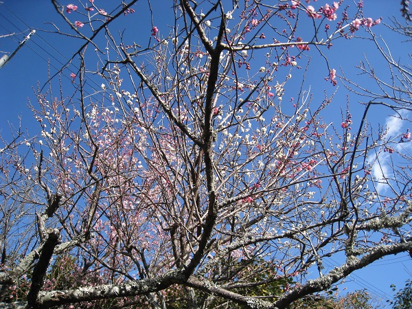 椿の里　－静岡市駿河区池田ー_d0164761_1553732.jpg