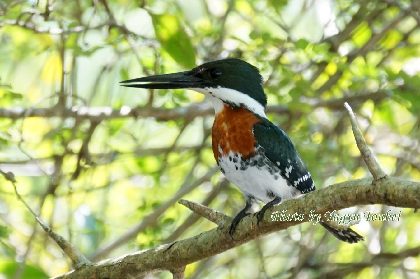 木漏れ日の中の Green Kingfisher グリーン キングフィッシャー とことん写真 木漏れ日の中の Green Kingfisher グリーン キングフィッシャー とことん写真