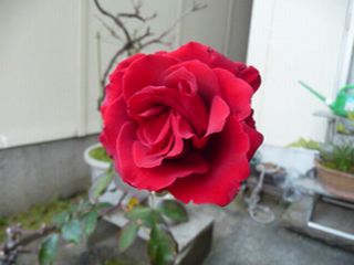 e0046477_93207.jpg
