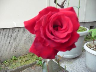 e0046477_93425.jpg