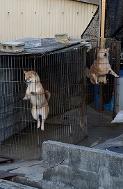 春香る散歩道　梅・犬のパフォーマンス_c0229483_0491151.jpg