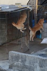 春香る散歩道　梅・犬のパフォーマンス_c0229483_0493944.jpg