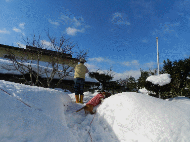 f0205887_111205.gif