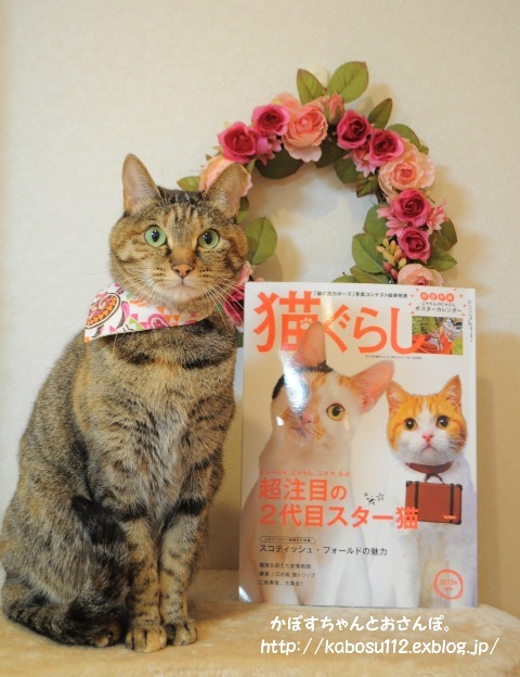 猫ぐらし_a0126590_23031564.jpg