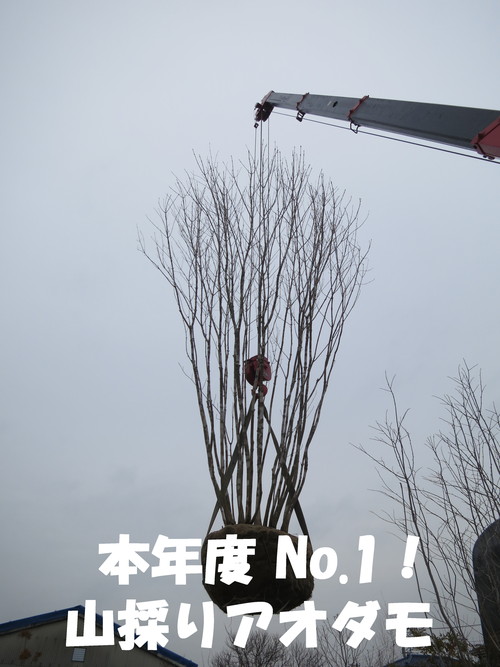 本年度 No.1！山採り アオダモ入荷！_b0200291_2092236.jpg