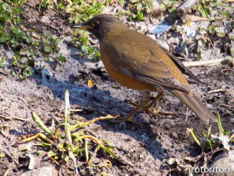 食糧探し〜！！　　（オオアカハラ）　　2015/02/16_d0146592_030598.jpg