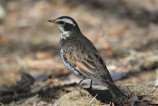 里山で遊ぶ鳥たち_c0315700_18415141.jpg