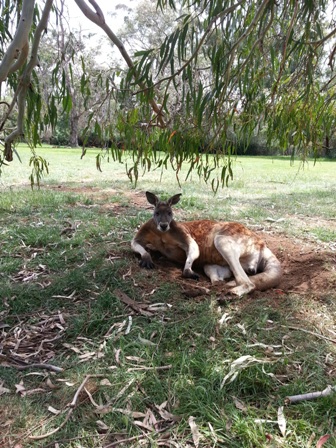 ウルル旅行＜Zoo in Adelaide - Day 10＞_e0217905_1012196.jpg