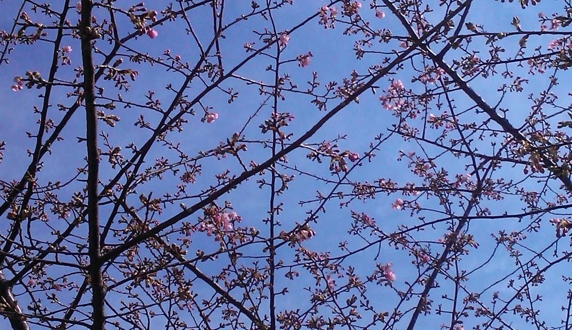 河津桜は、開花が遅れています..._b0137932_12165943.jpg