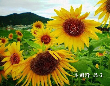 与謝野晶子第四歌集「恋衣」 抄-21 与謝野晶子 : Merrydiary 与謝野晶子第四歌集「恋衣」 抄-21 与謝野晶子 : Merrydiary