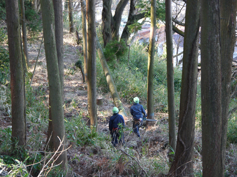 防災目的に鎌倉市公園協会が六国見山森林公園のスギ間伐_c0014967_8593100.jpg