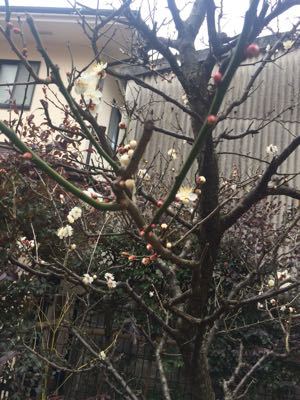 2015.02.18 三寒四温_a0145471_11495014.jpg