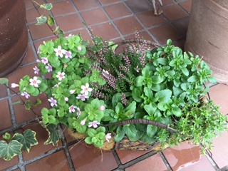 寄せ植え。_b0112371_1526662.jpg