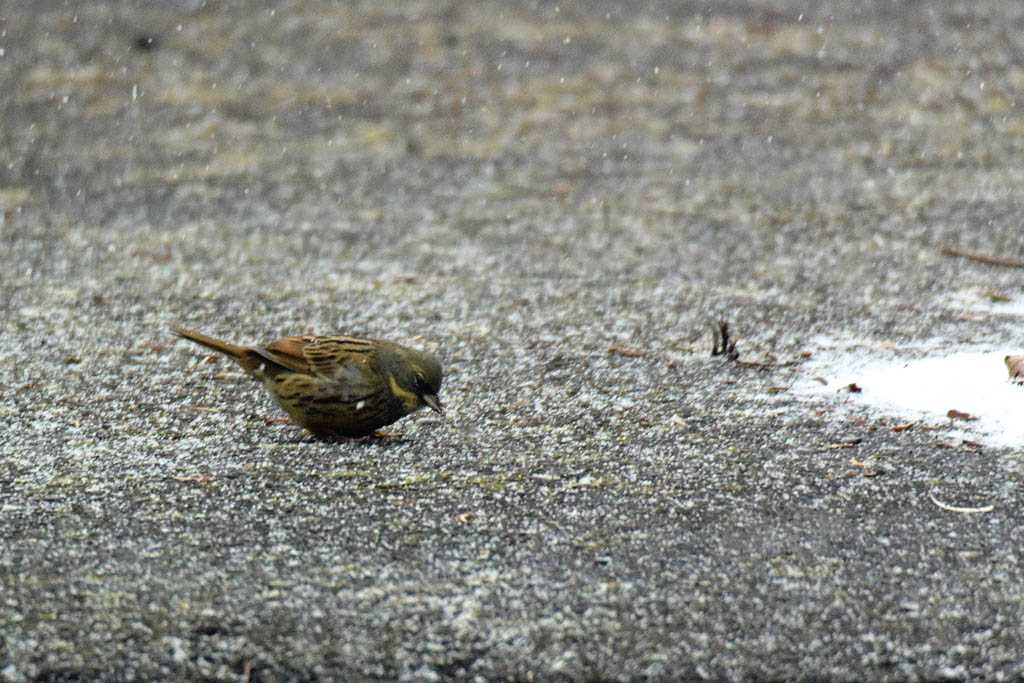 雪中の鳥／イカル喉湿し／高所作業／月と水星_b0024798_1738516.jpg