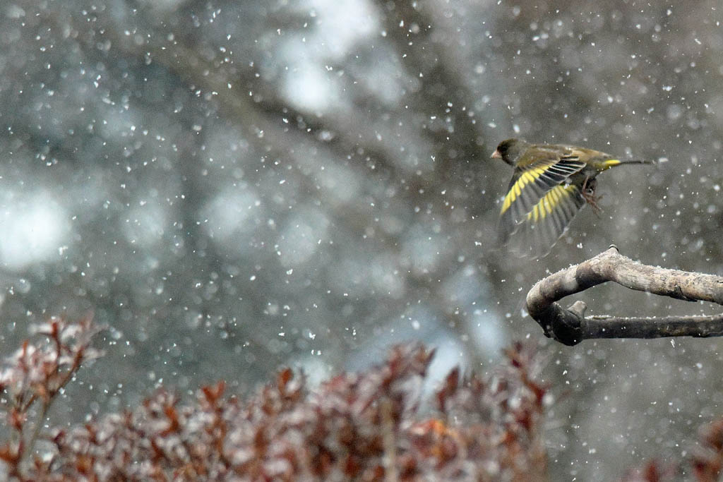 雪中の鳥／イカル喉湿し／高所作業／月と水星_b0024798_1741394.jpg