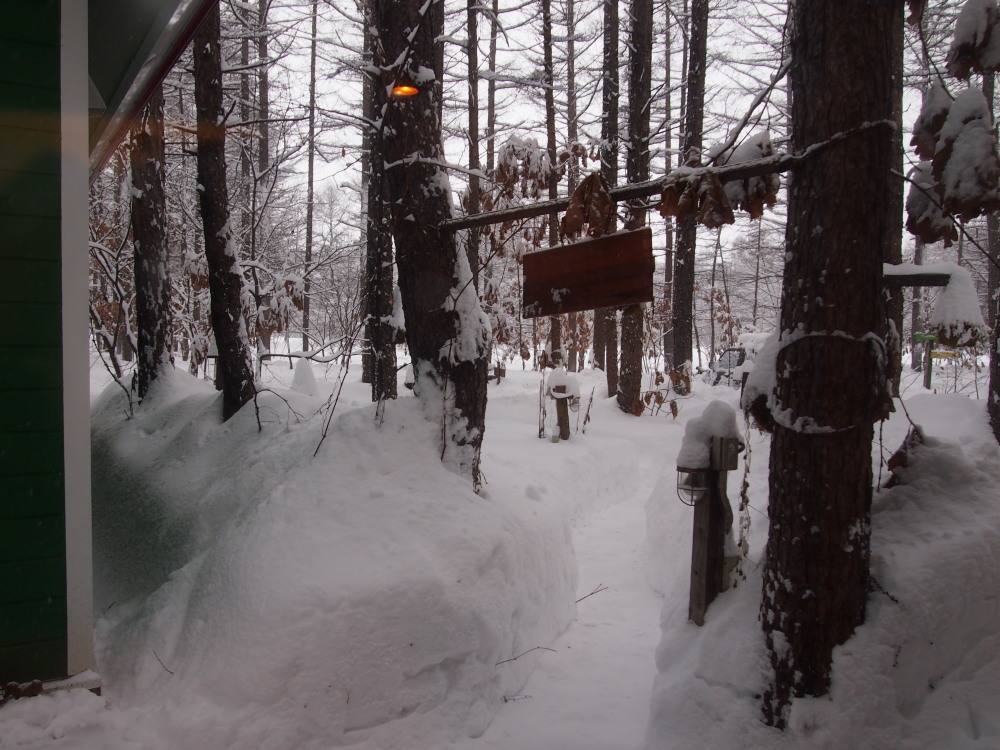 昨夜から昼間にかけての中札内村・・ひさびさの大雪になりました。_f0276498_13104865.jpg