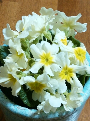 今日のお花_f0255704_21333685.jpg