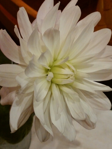 今日のお花_f0255704_21342238.jpg