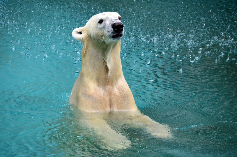 大阪・天王寺動物園のゴーゴ（クライ・ユーコノヴィチ）が南紀白浜のアドベンチャーワールドへ_a0151913_9193872.jpg