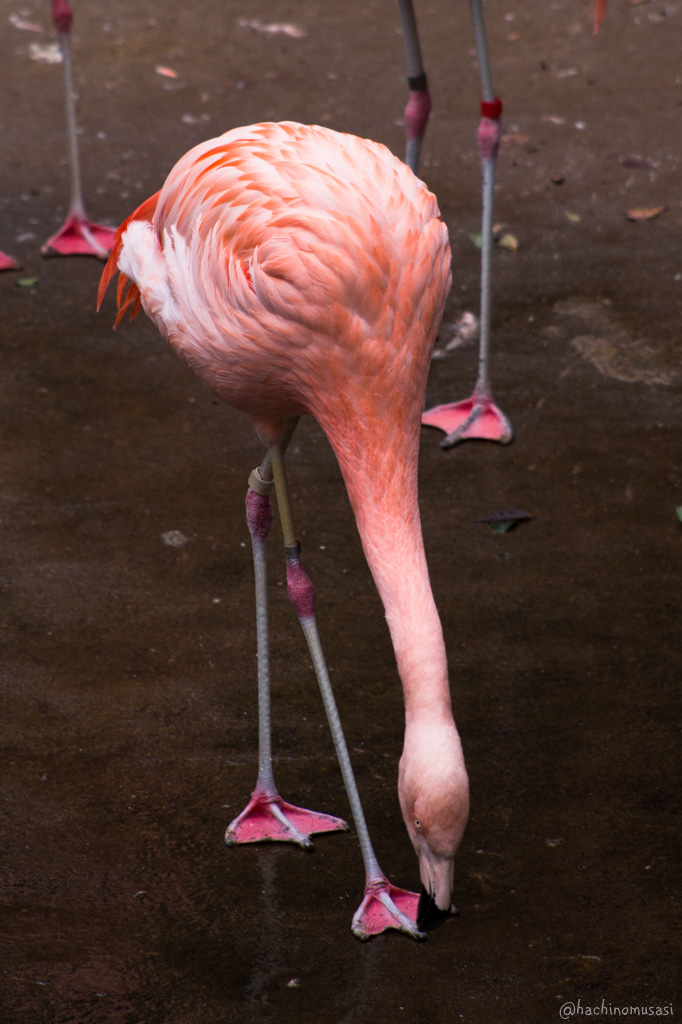 野毛山動物園_f0249918_1616227.jpg