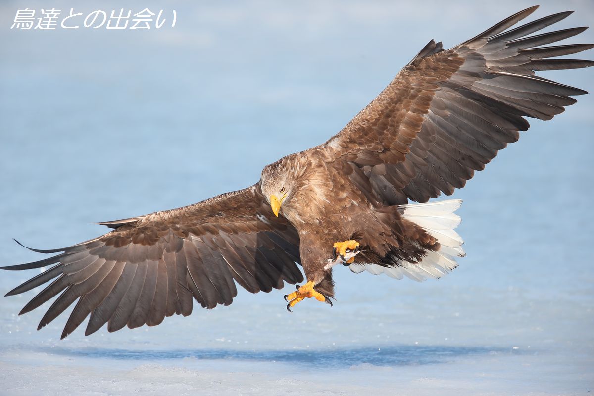 北海道遠征・・・オジロワシ_e0139623_21501091.jpg