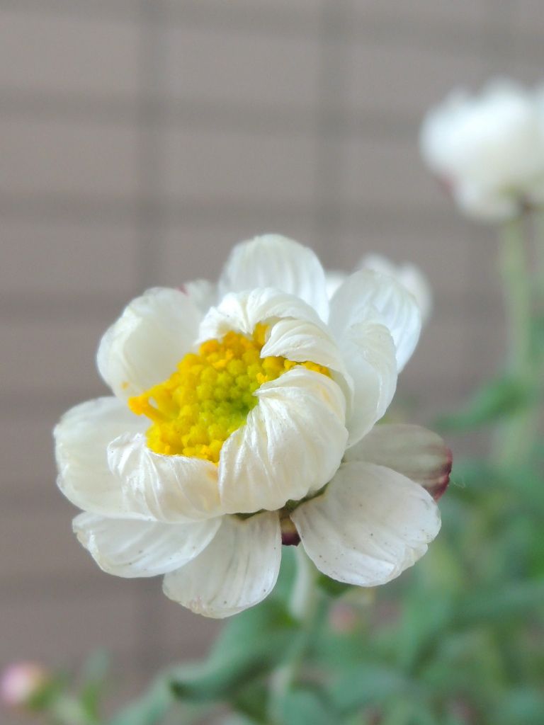 花かんざしの花_f0229926_15573239.jpg