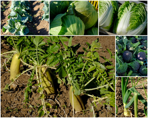 「大分・臼杵 臼杵市土づくりセンターとまるほ、赤嶺さんの野菜」_a0000029_9332878.jpg