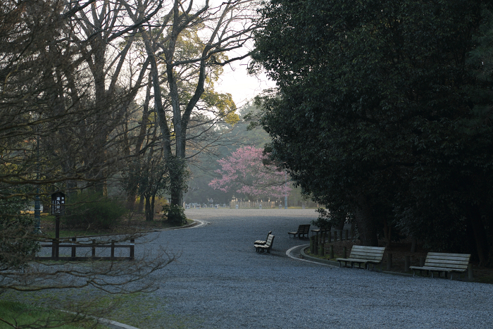 京都御苑の梅（前編）_b0169330_23242777.jpg