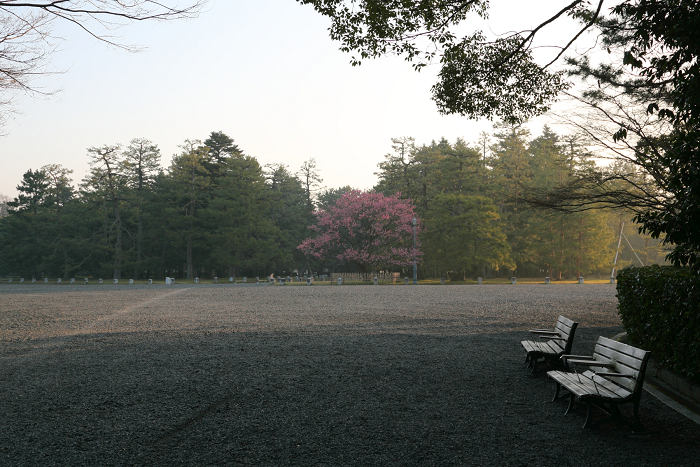 京都御苑の梅（前編）_b0169330_23244979.jpg