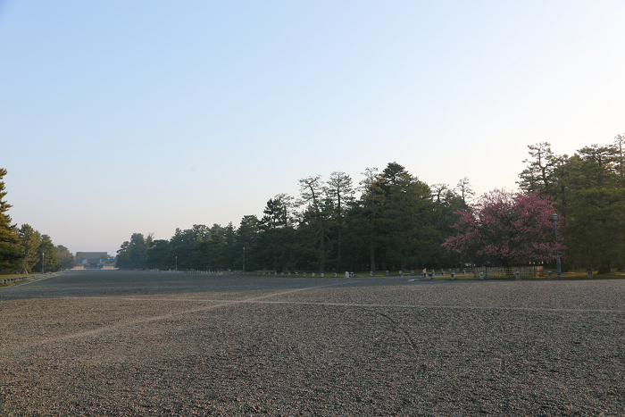 京都御苑の梅（前編）_b0169330_2325394.jpg