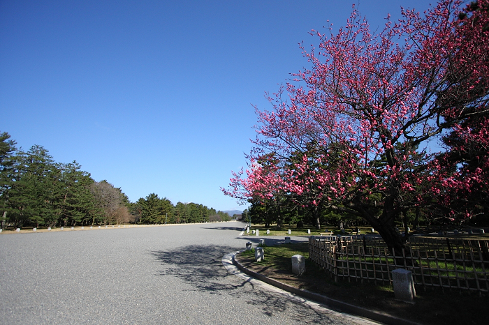 京都御苑の梅（前編）_b0169330_23263761.jpg