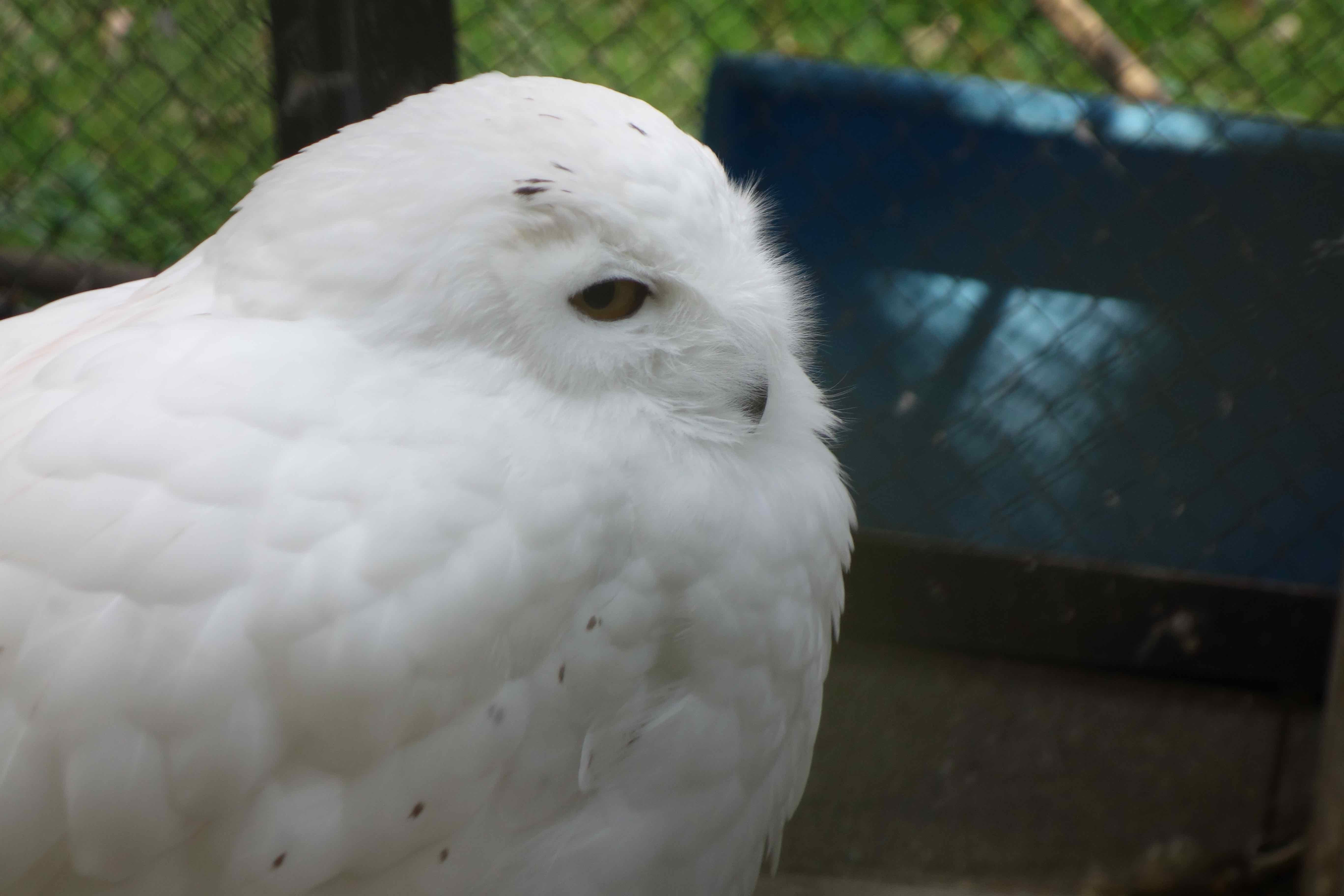 15 2 9 池田動物園の白フクロウ 下手糞でも楽しめりゃいいじゃんphoto Blog 15 2 9 池田動物園の白フクロウ 下手糞でも楽しめりゃいいじゃんphoto Blog