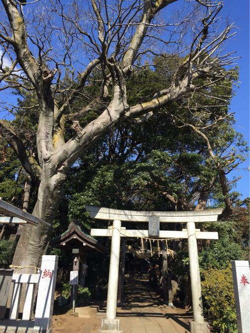 通り掛かりの、鎮守の森の神社_c0041935_839549.jpg